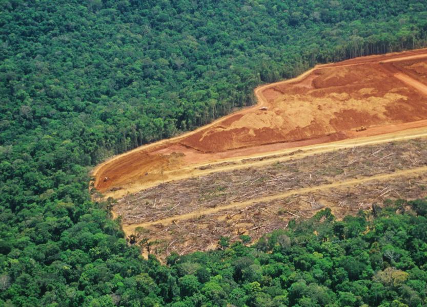 Deforestation Amazon rainforest